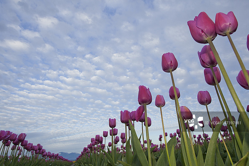 从地面看到的成排粉红色郁金香图片素材