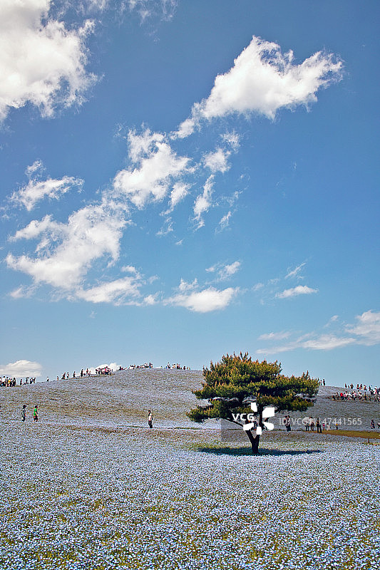 粉蝶花山丘图片素材