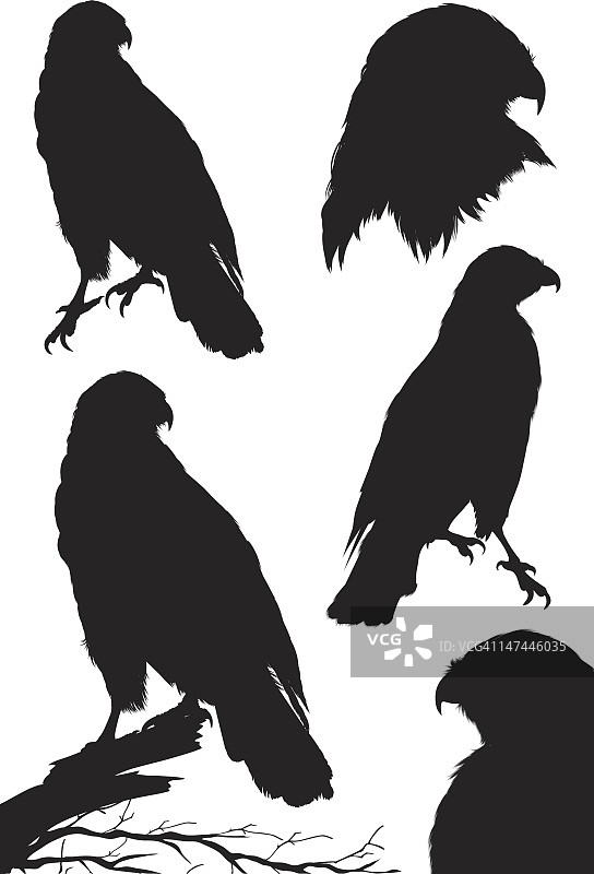 红尾鹰剪影图片素材