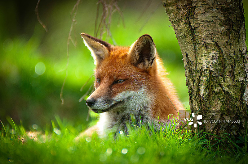 阳光下的红色狐狸图片素材