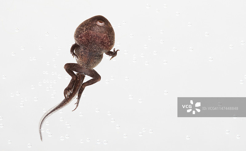 蟾蜍蝌蚪图片素材