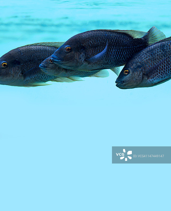 成单行排列的鱼图片素材