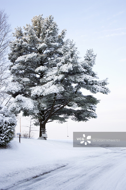 雪地里有绳索秋千的树图片素材