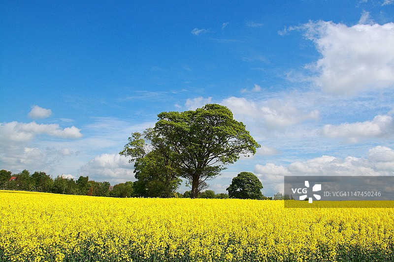 油菜籽田图片素材