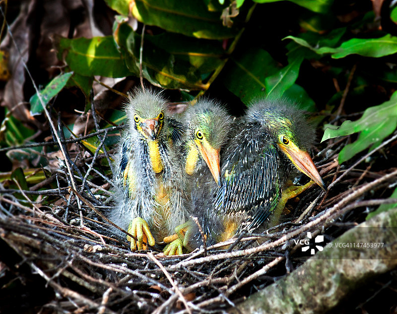鸟巢里的三只苍鹭雏鸟图片素材
