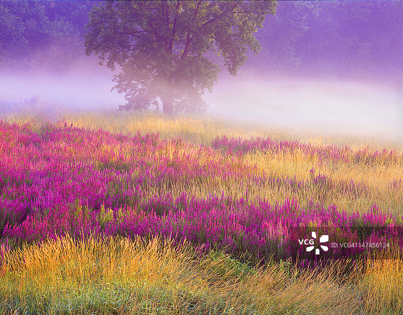 千屈菜草甸图片素材
