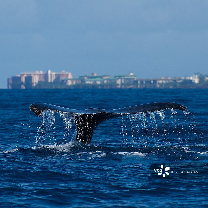 座头鲸图片素材