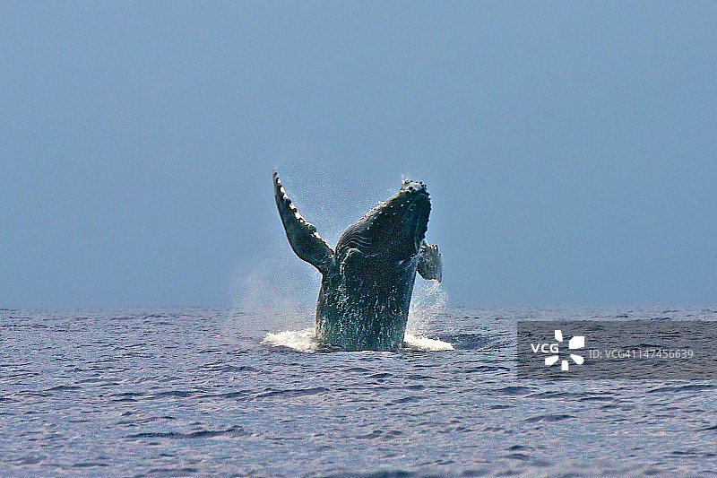 跃出水面的鲸鱼图片素材