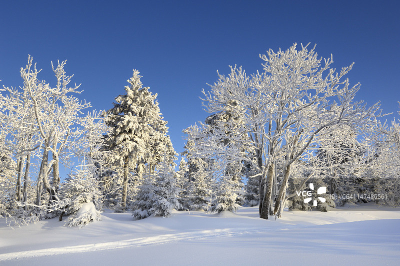 冬季雾凇树木图片素材