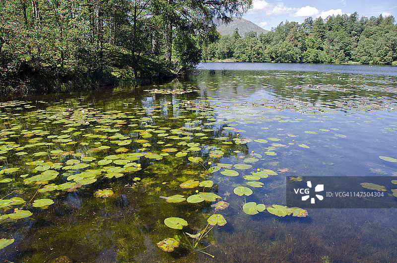 坎布里亚郡塔尔豪斯的睡莲图片素材