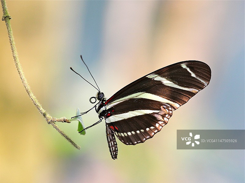 长翅斑蝶图片素材