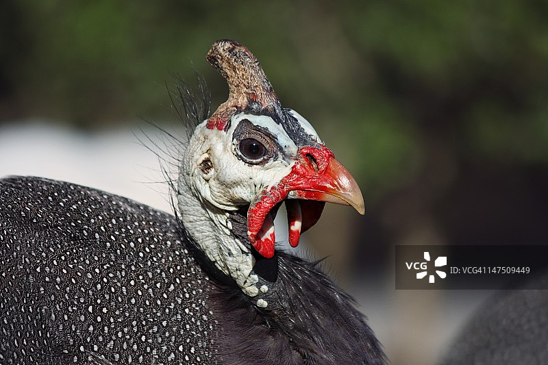 安哥拉图片素材