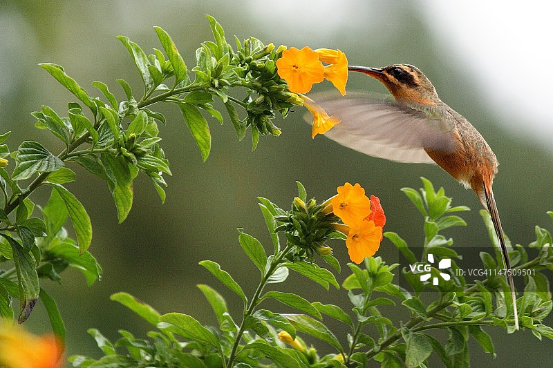 蜂鸟图片素材