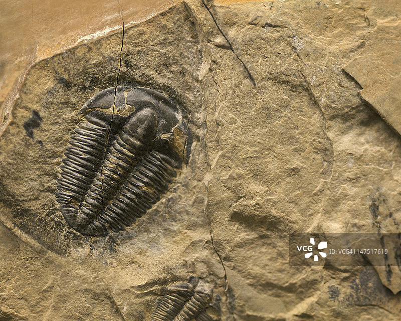 三叶虫化石图片素材