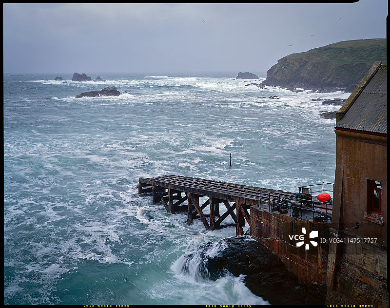 蜥蜴图案图片素材