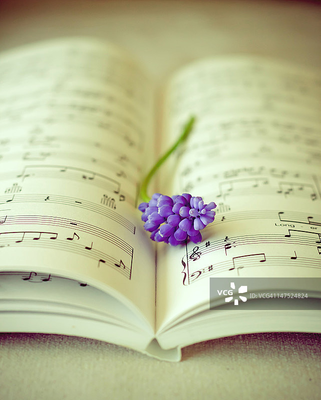 音乐书上的葡萄风信子花图片素材