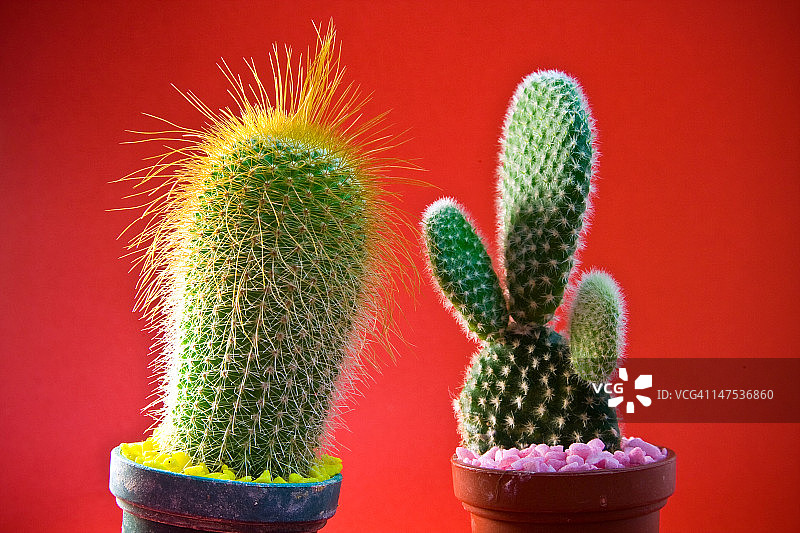 仙人掌图片素材