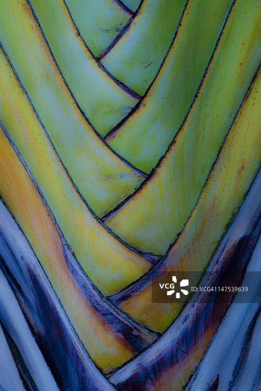 旅人蕉细节图片素材