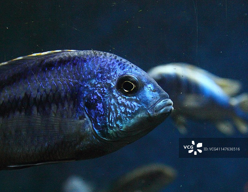 蓝色鱼图片素材