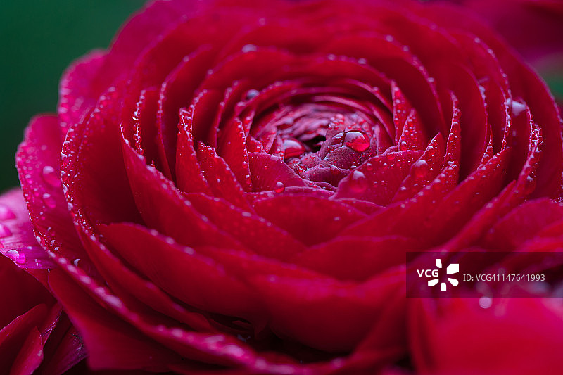 毛茛属植物图片素材