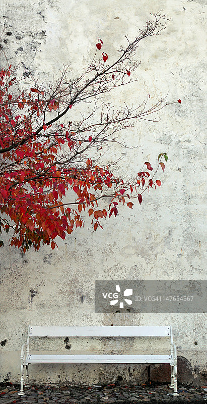 白色长椅与秋天的树图片素材