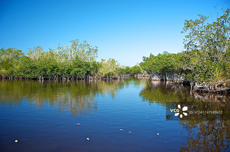 佛罗里达州大沼泽地的红树林图片素材