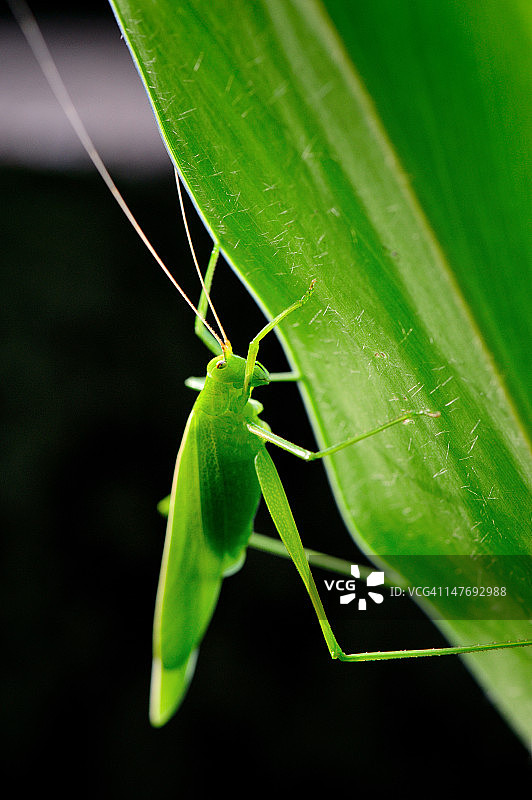 螽斯图片素材
