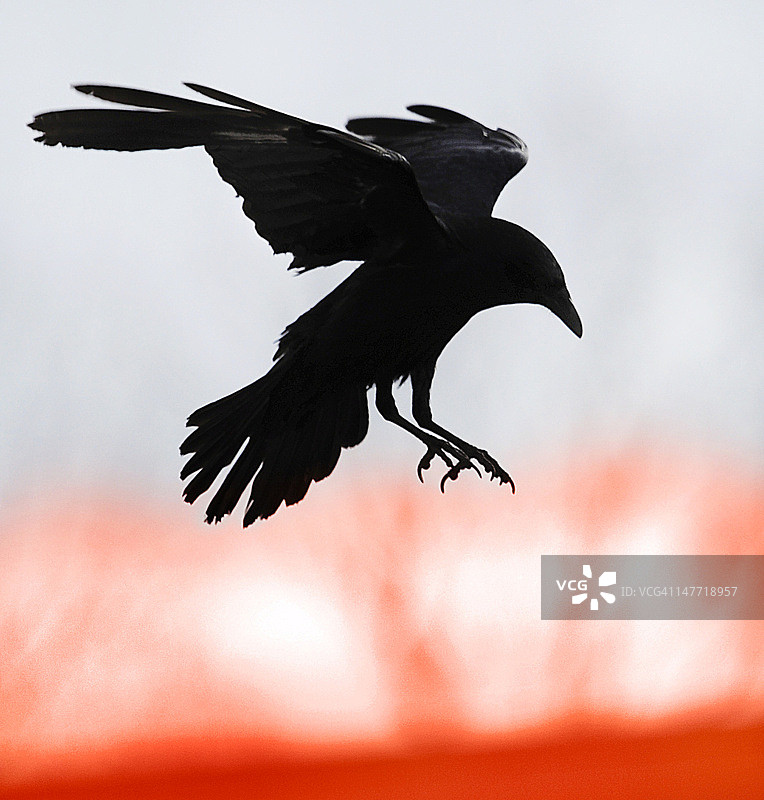 飞行中的乌鸦图片素材