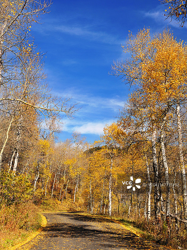 金色白杨叶的阿尔卑斯环线图片素材