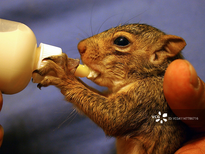 小松鼠图片素材