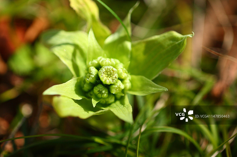蜂斗菜图片素材