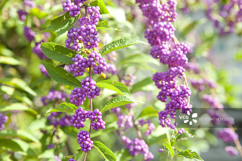 日本紫珠图片素材