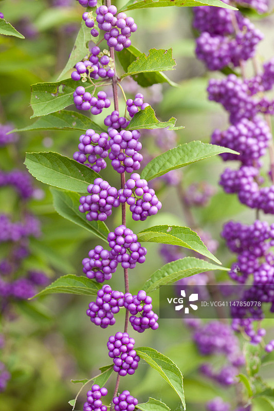 日本紫珠图片素材