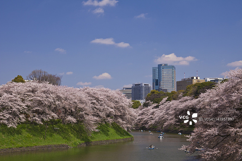 东京樱花树图片素材