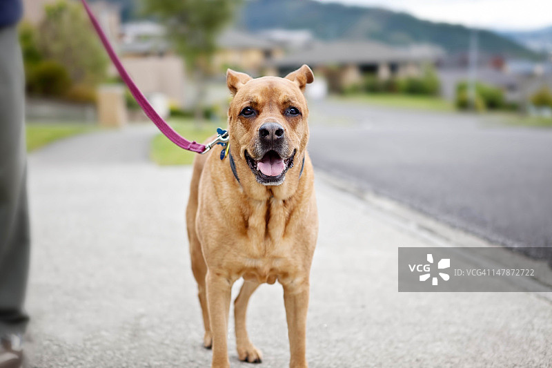 大狗在户外散步图片素材