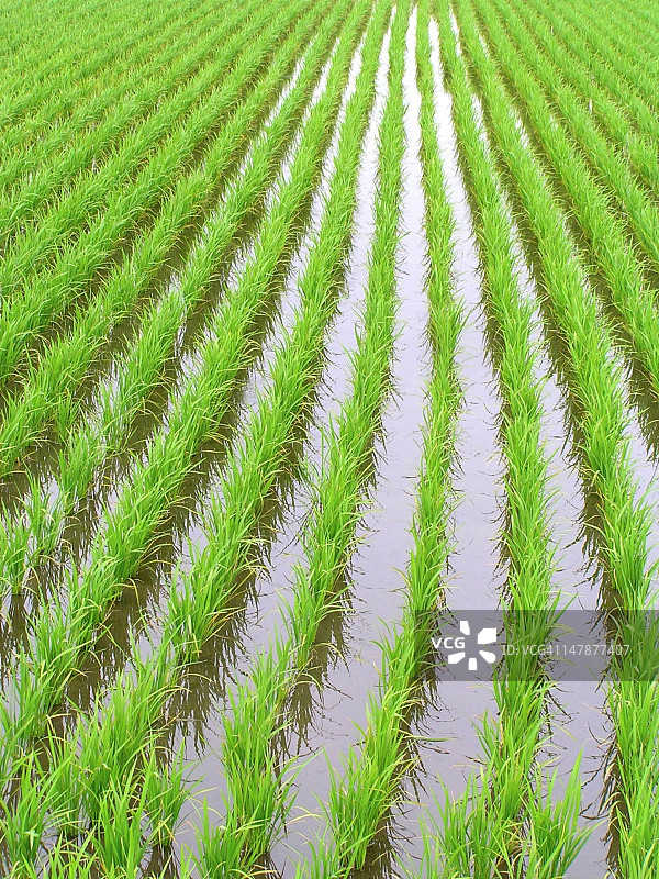 稻田水稻图片素材