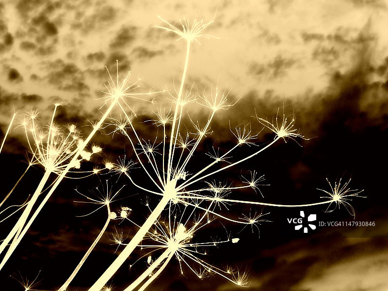 棕褐色调的防风草图片素材