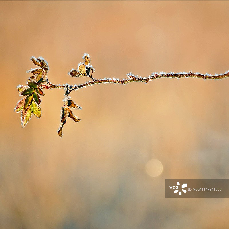 树叶上的霜图片素材