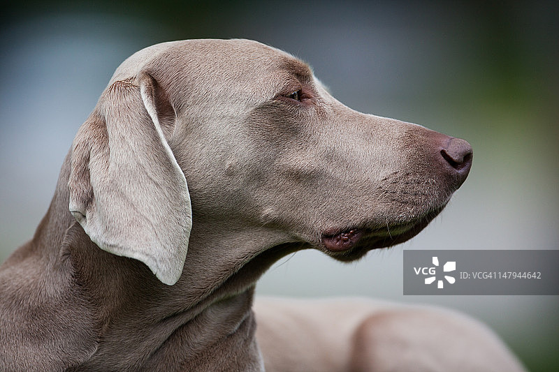 魏玛猎犬图片素材