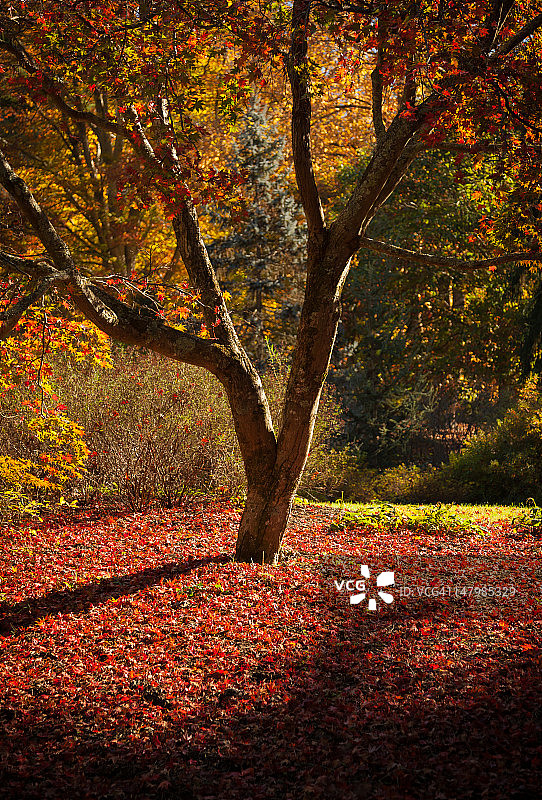 红地毯图片素材