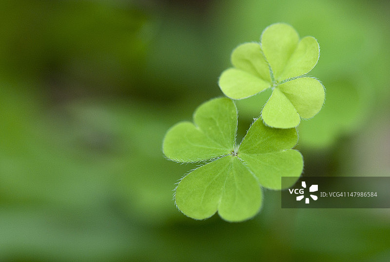 三叶草图片素材
