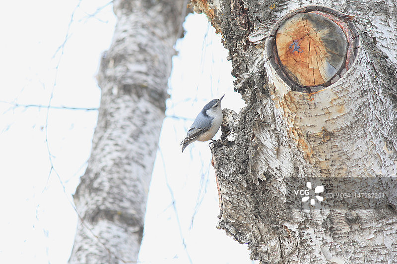 树上的欧洲松鸦图片素材