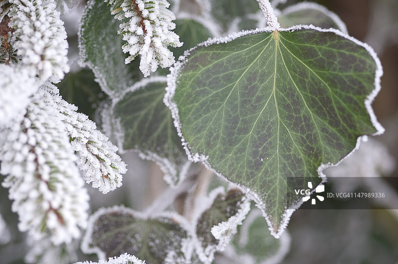 冰冷的树叶图片素材