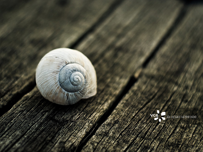 蜗牛图片素材