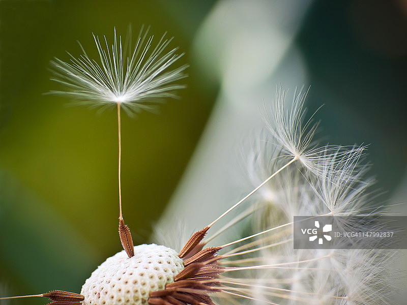 蒲公英图片素材