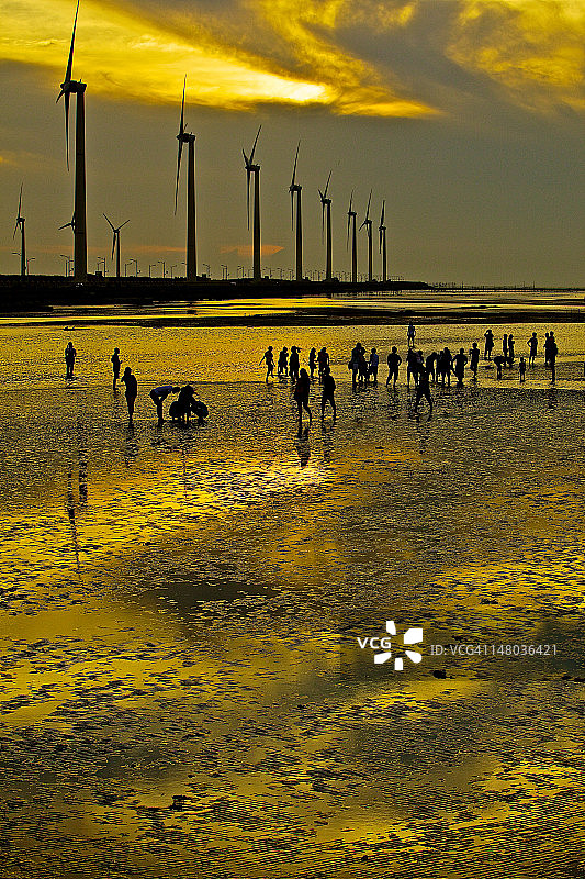 金色高美湿地图片素材