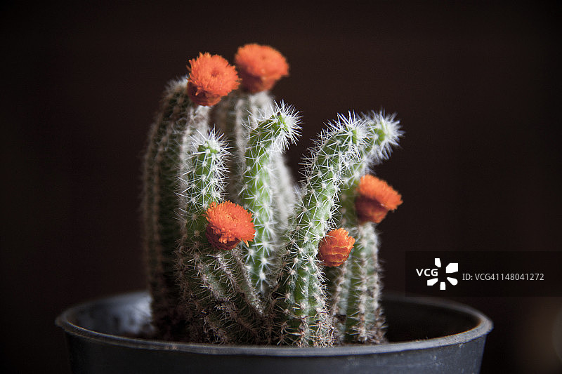 仙人掌图片素材