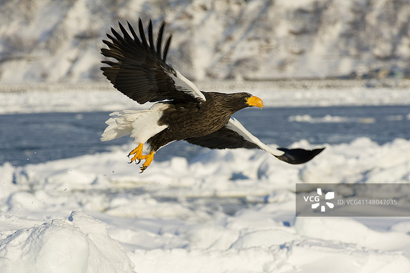 海斯特勒的鹰图片素材