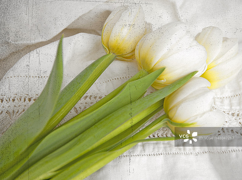 旧白色亚麻布上的白色郁金香图片素材