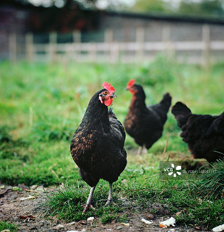 在多草牧场上的鸡图片素材